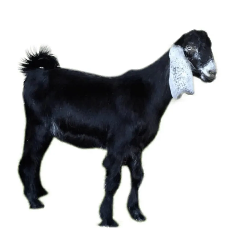 تيس