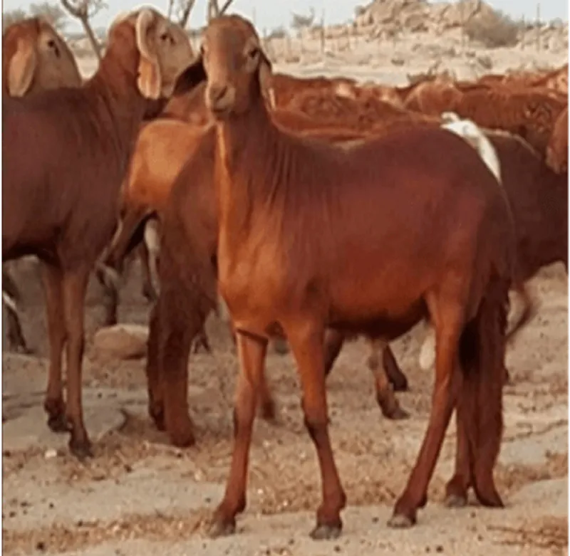 سواكني مرابي