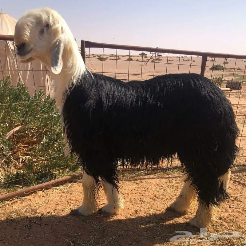 نجدي