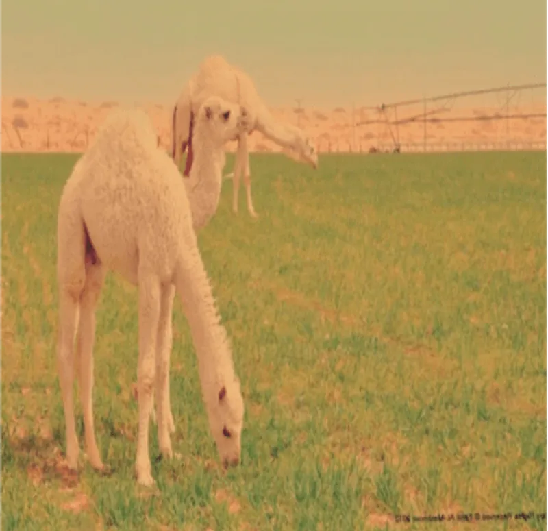 حاشي